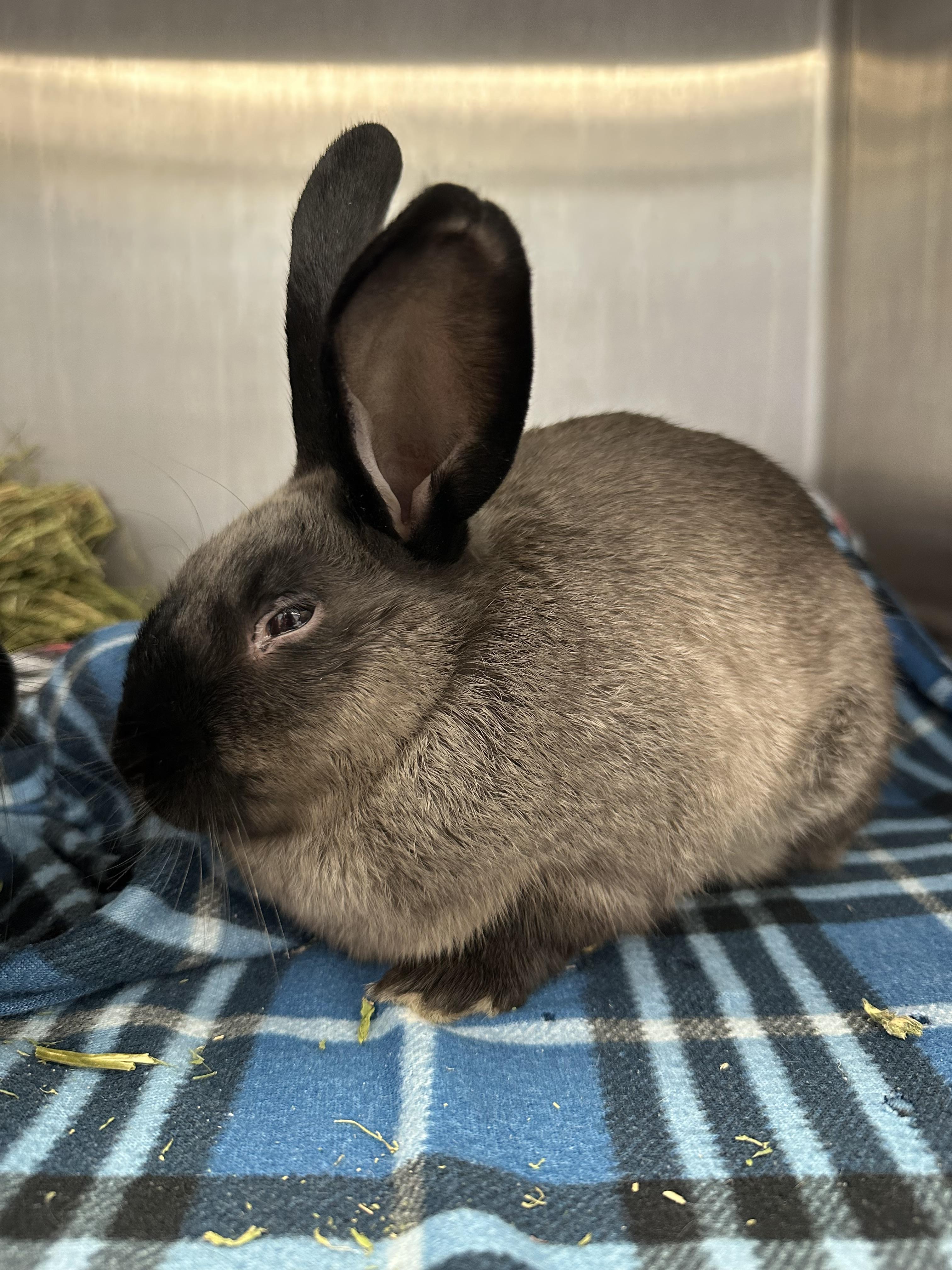 Daphne, Adoptable, Baby Female Satin.