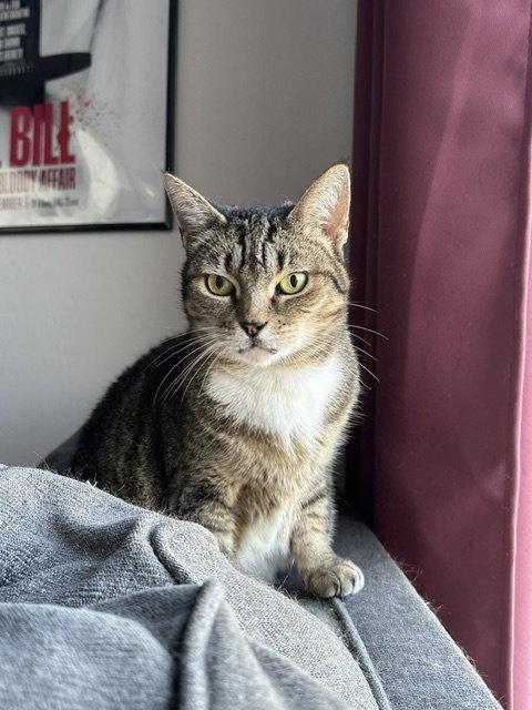 June, a Adoptable Domestic Short Hair in Oakland, CA image 1/3