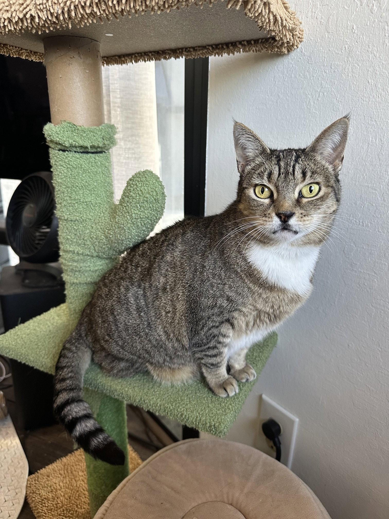 June, a Adoptable Domestic Short Hair in Oakland, CA image 2/3