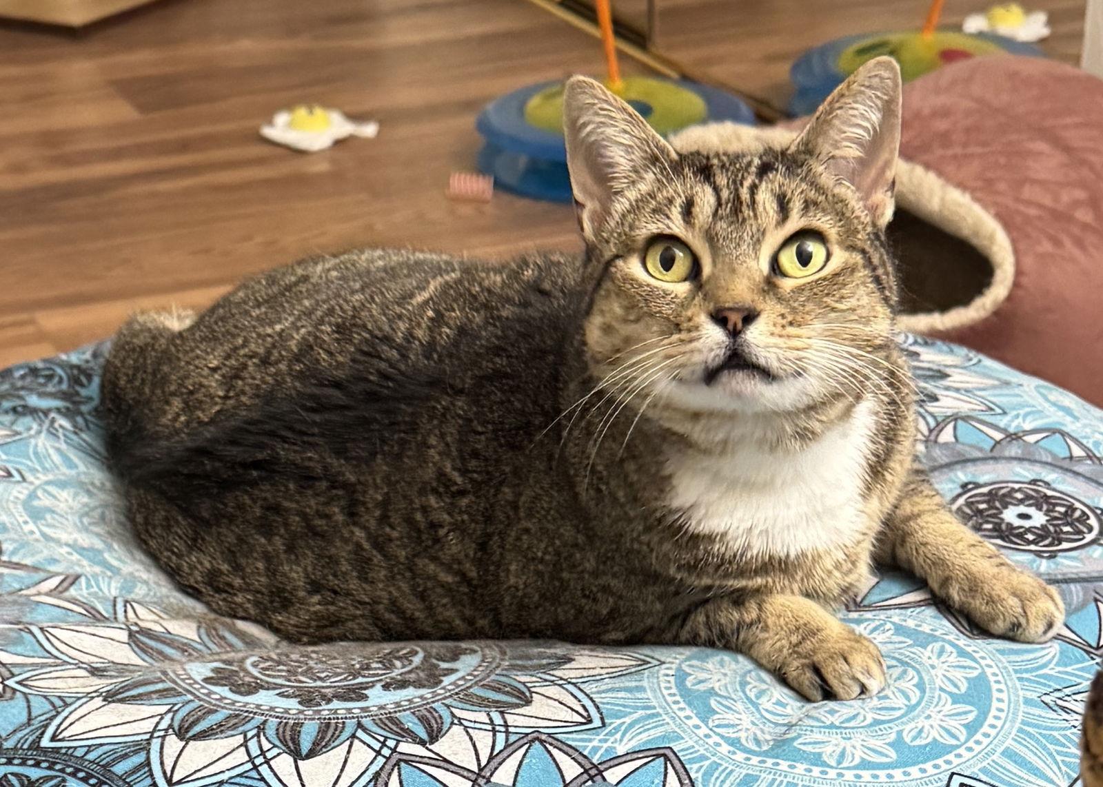 June, Adoptable, Adult Female Domestic Short Hair.