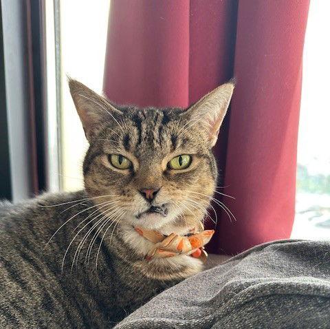 June, Adoptable, Adult Female Domestic Short Hair.