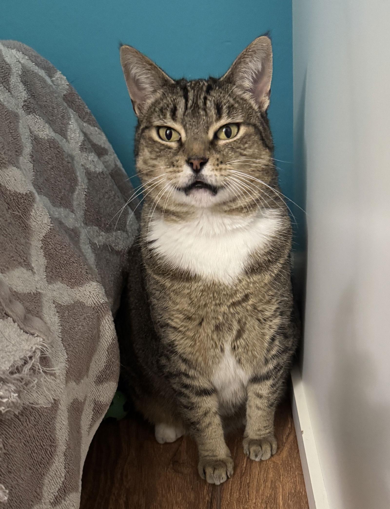 Enlarge June, a Adoptable Domestic Short Hair in Oakland, CA image 2/3