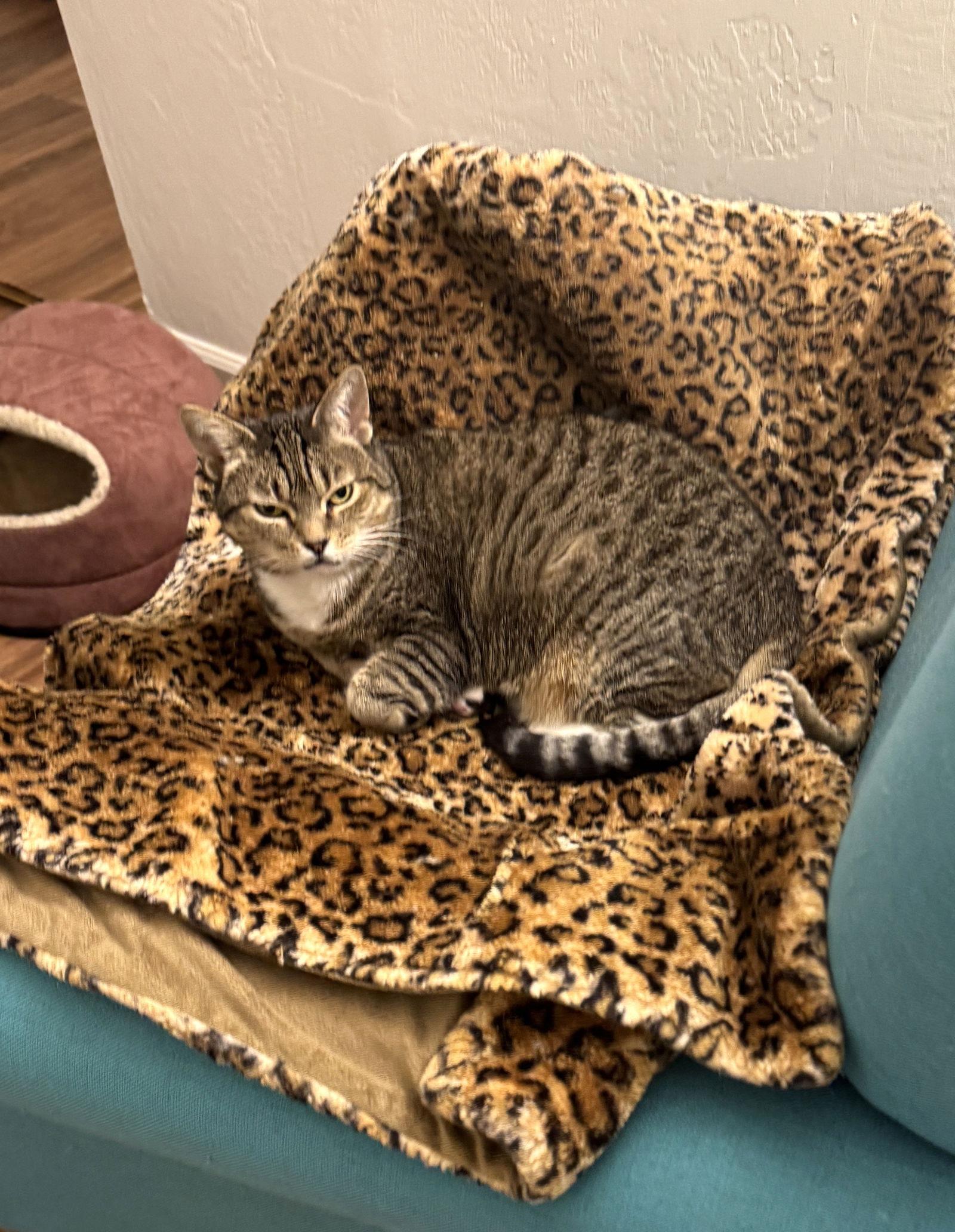 Enlarge June, a Adoptable Domestic Short Hair in Oakland, CA image 3/3