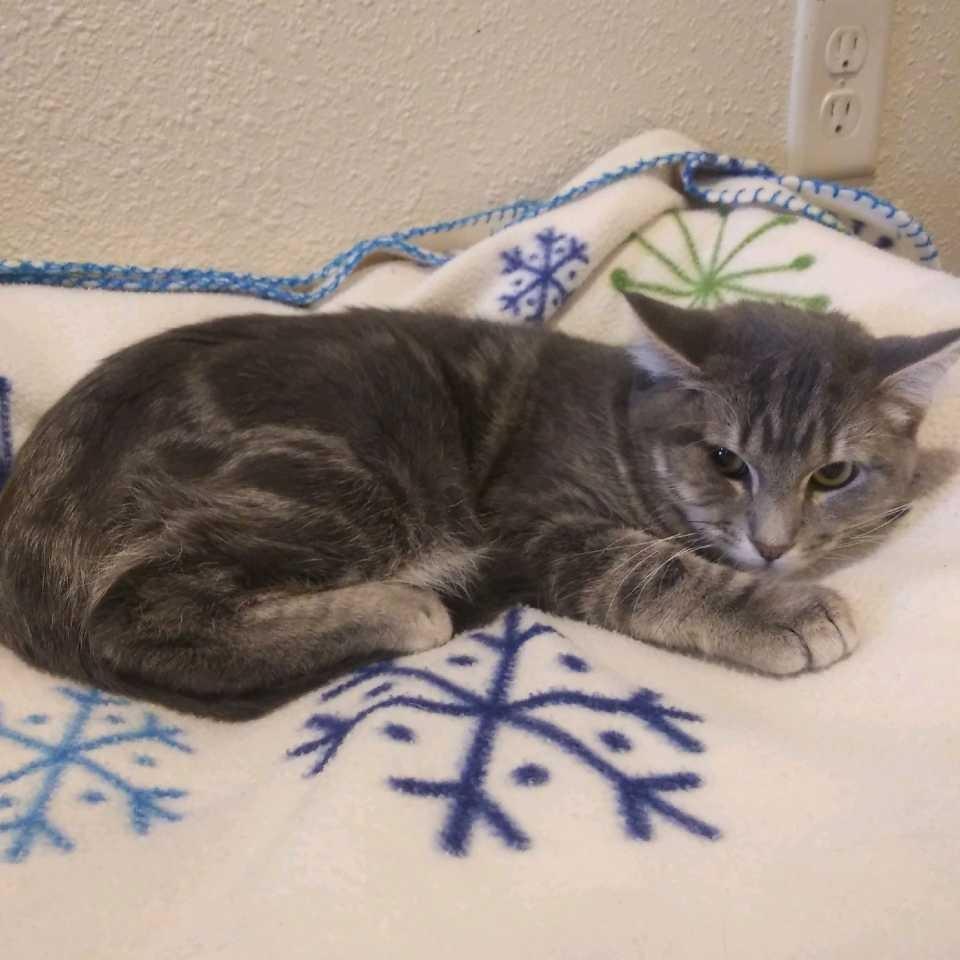 Earl Gray (BC), Adoptable, Young Male Domestic Short Hair.