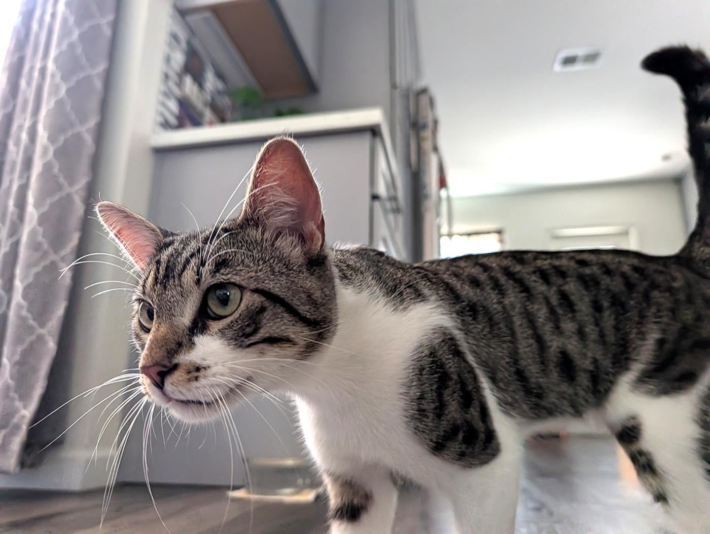 Leche, a ADOPTABLE Domestic Short Hair in Long Beach, CA image 3/3