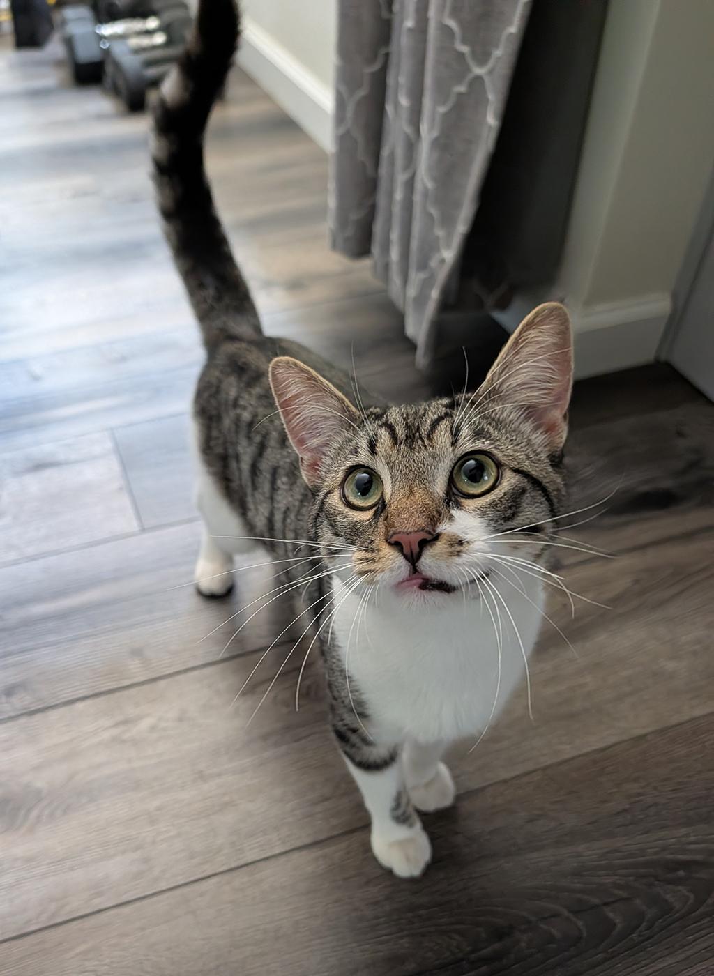 Leche, ADOPTABLE, Adult Male Domestic Short Hair.