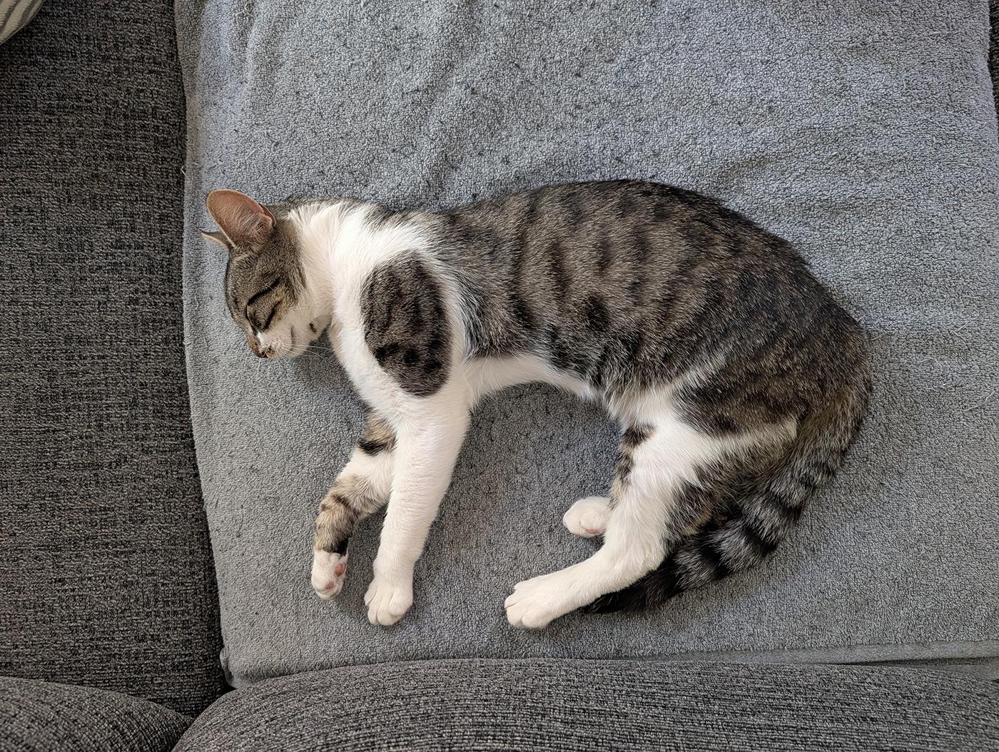 Leche, a ADOPTABLE Domestic Short Hair in Long Beach, CA image 2/3