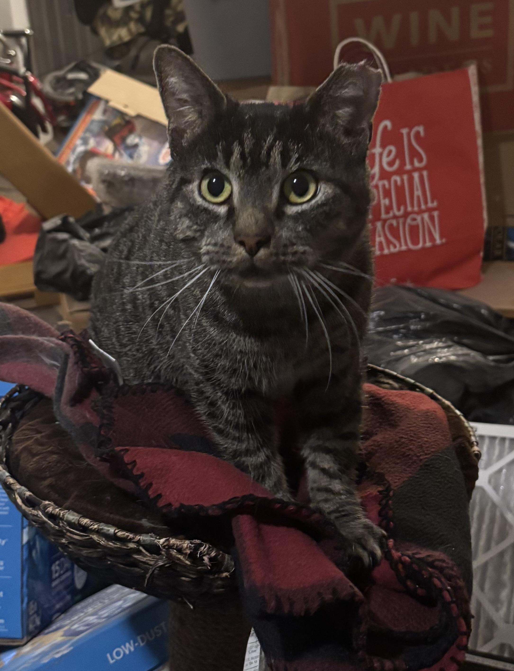 Enlarge Gnarles Barkley , a ADOPTABLE Domestic Short Hair in Bensalem, PA image 1/3