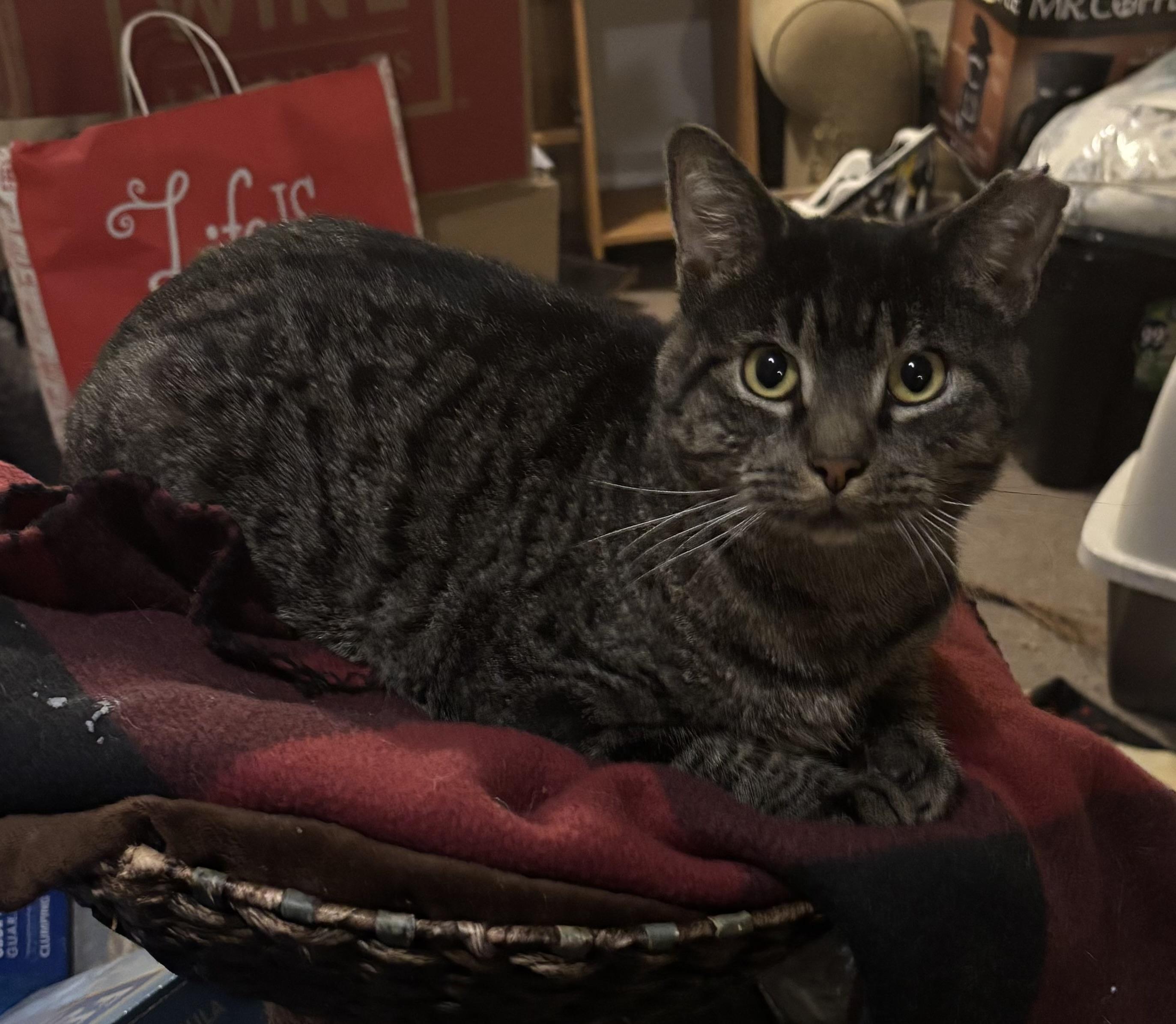 Enlarge Gnarles Barkley , a ADOPTABLE Domestic Short Hair in Bensalem, PA image 3/3