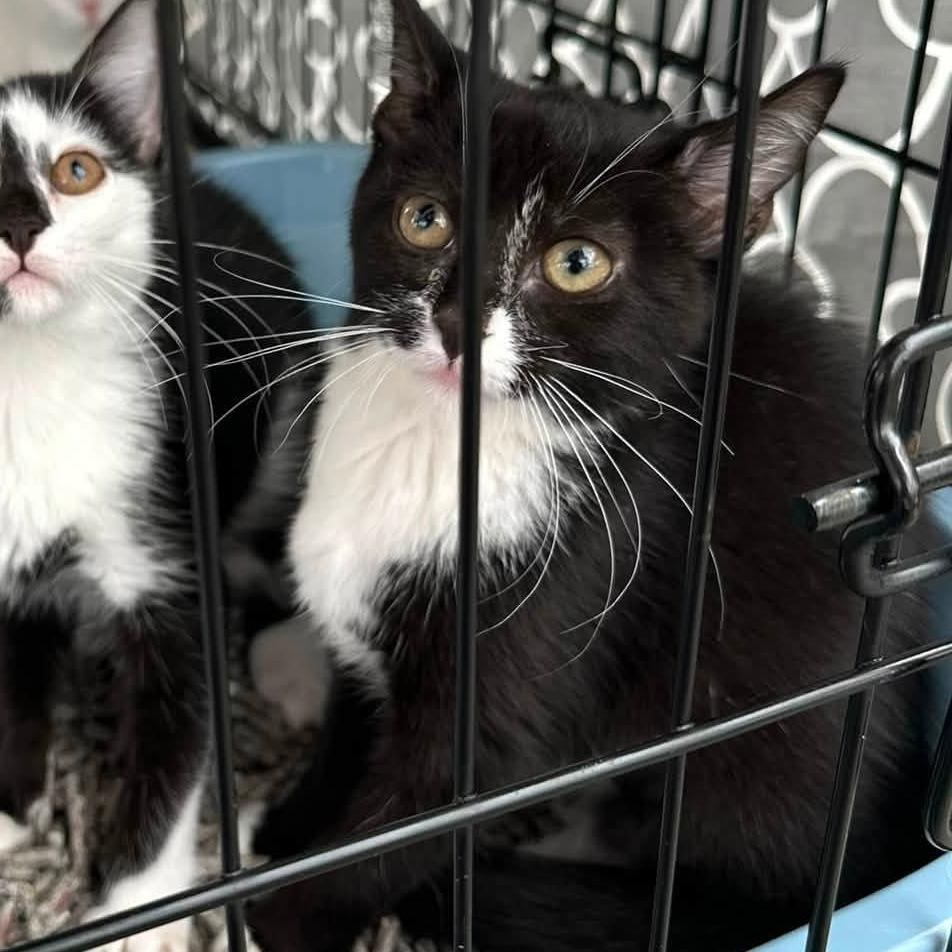 Sophia, Adoptable, Kitten Female Domestic Short Hair.