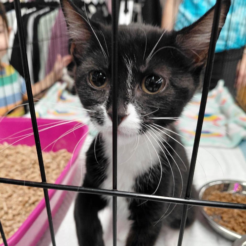 Enlarge Sophia, a Adoptable Domestic Short Hair in Leechburg, PA image 2/3