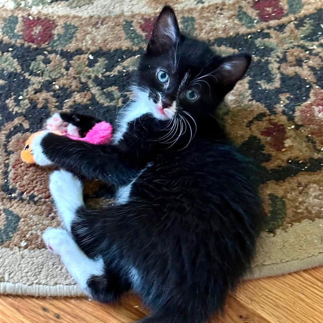 Enlarge Sophia, a Adoptable Domestic Short Hair in Leechburg, PA image 3/3
