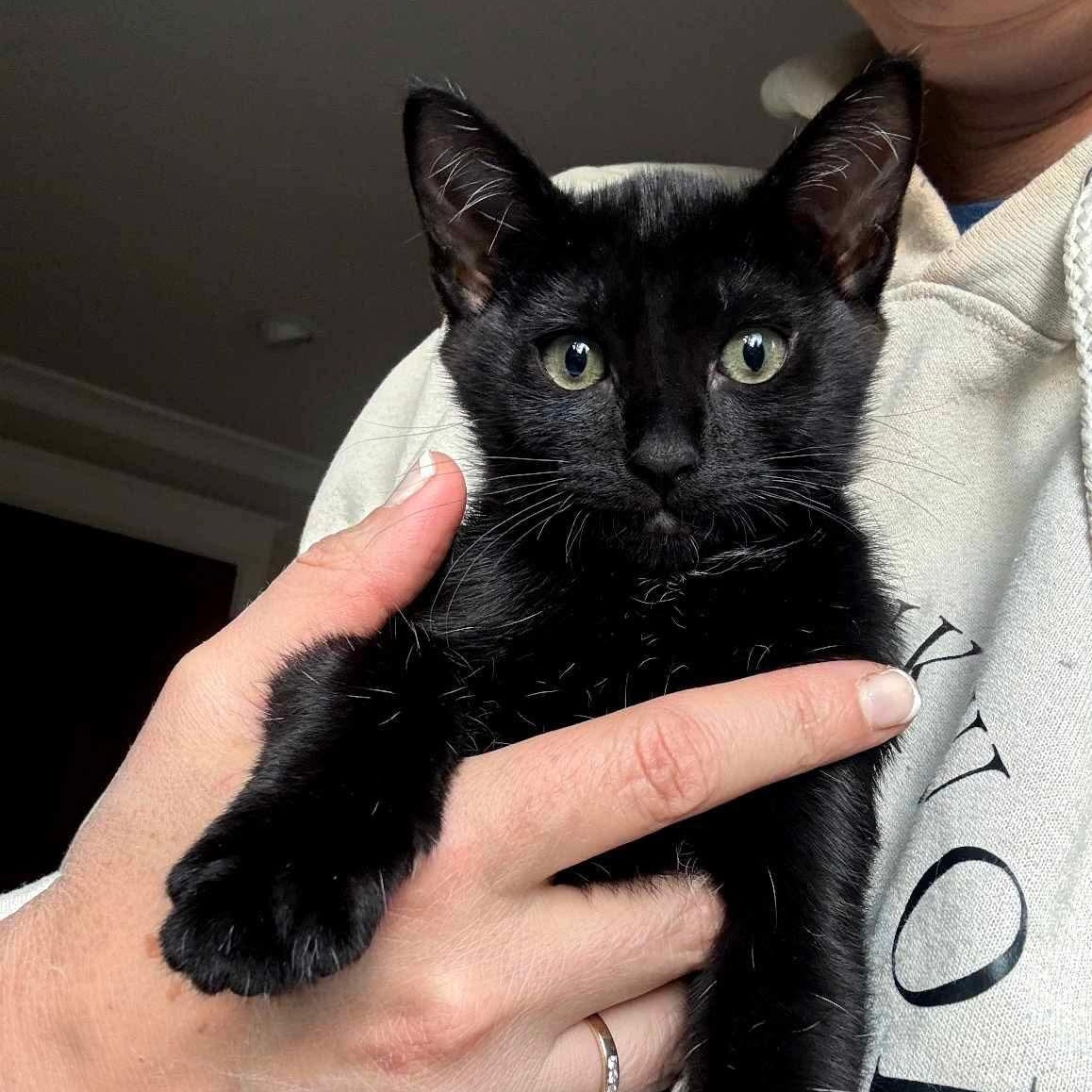 Hazel, Baby Female Domestic Short Hair