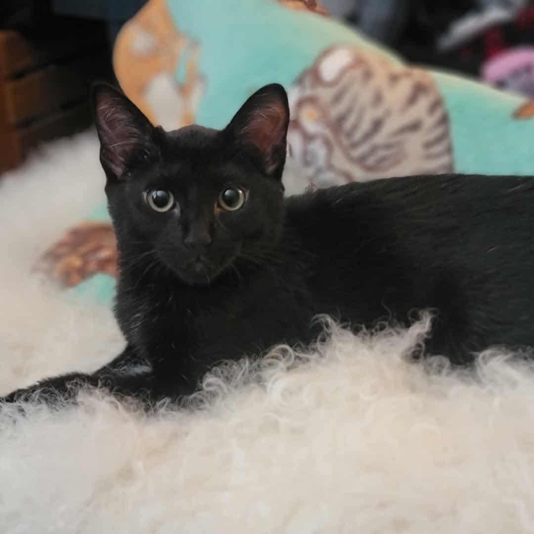 Hazel photo 2