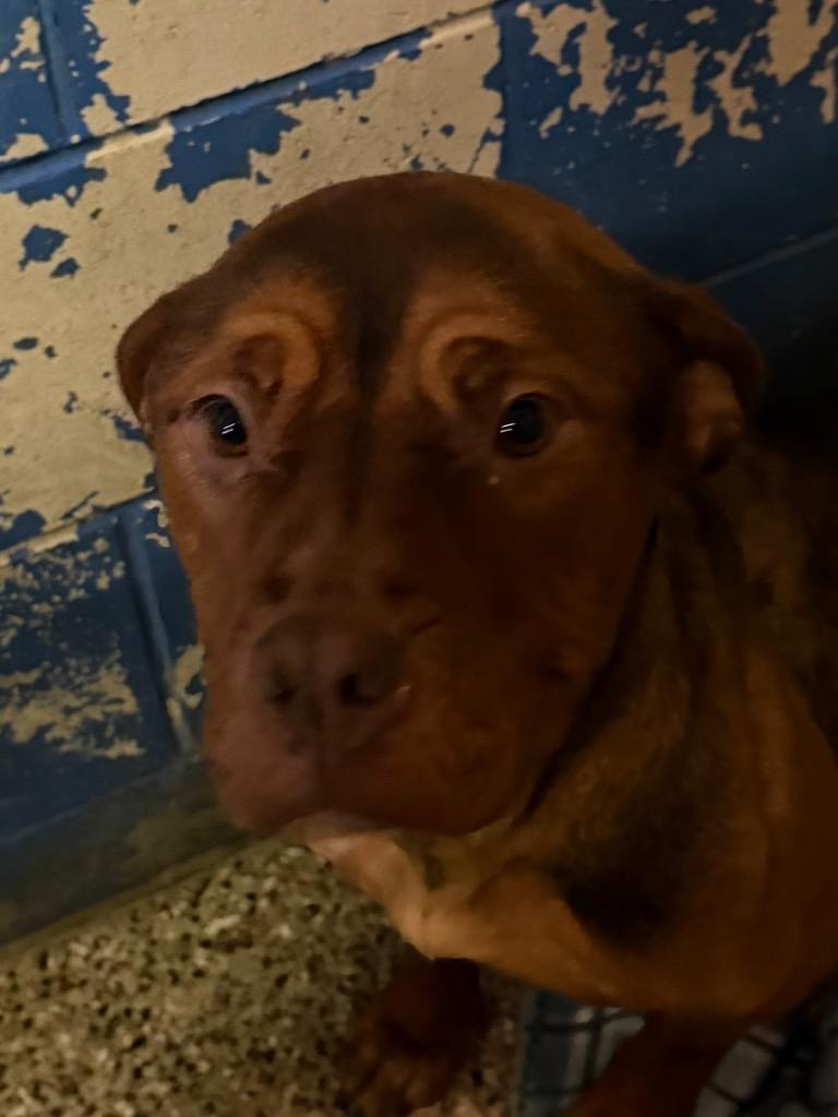 Enlarge Butterfly, an adopted mixed breed in Columbus, NE image 2/3