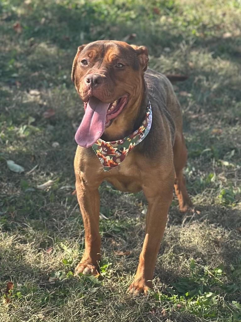Butterfly, ADOPTABLE, Young Female Pit Bull Terrier.