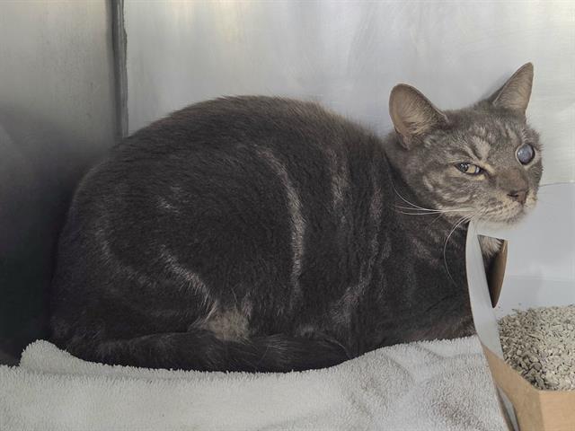 Enlarge SOCHI, a Adoptable Domestic Short Hair in Panama City, FL image 1/1