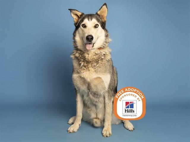 RUSS, Adoptable, Adult Male Husky.