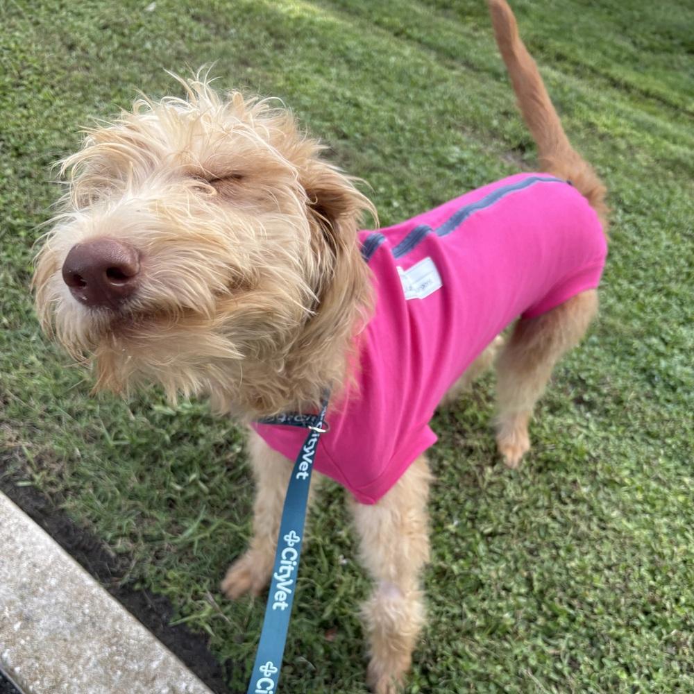 Enlarge Carrie, a Adoptable Labradoodle in Orlando, FL image 1/5
