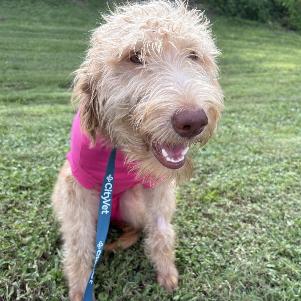 Enlarge Carrie, a Adoptable Labradoodle in Orlando, FL image 2/5