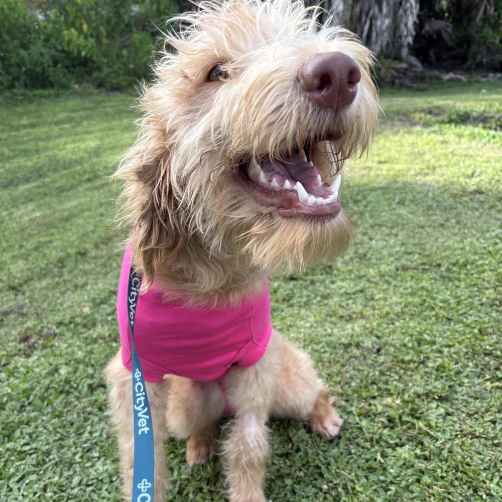 Enlarge Carrie, a Adoptable Labradoodle in Orlando, FL image 3/5