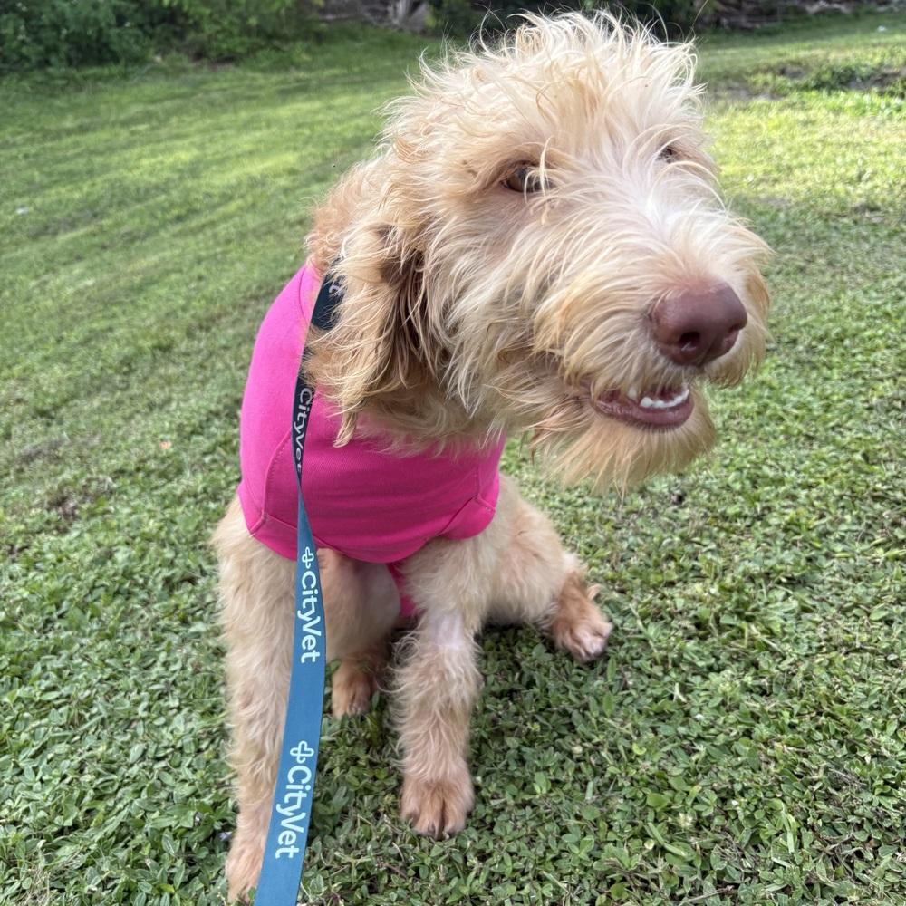 Enlarge Carrie, a Adoptable Labradoodle in Orlando, FL image 4/5
