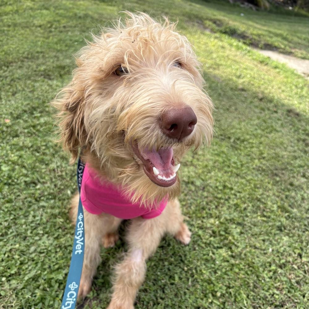 Enlarge Carrie, a Adoptable Labradoodle in Orlando, FL image 5/5