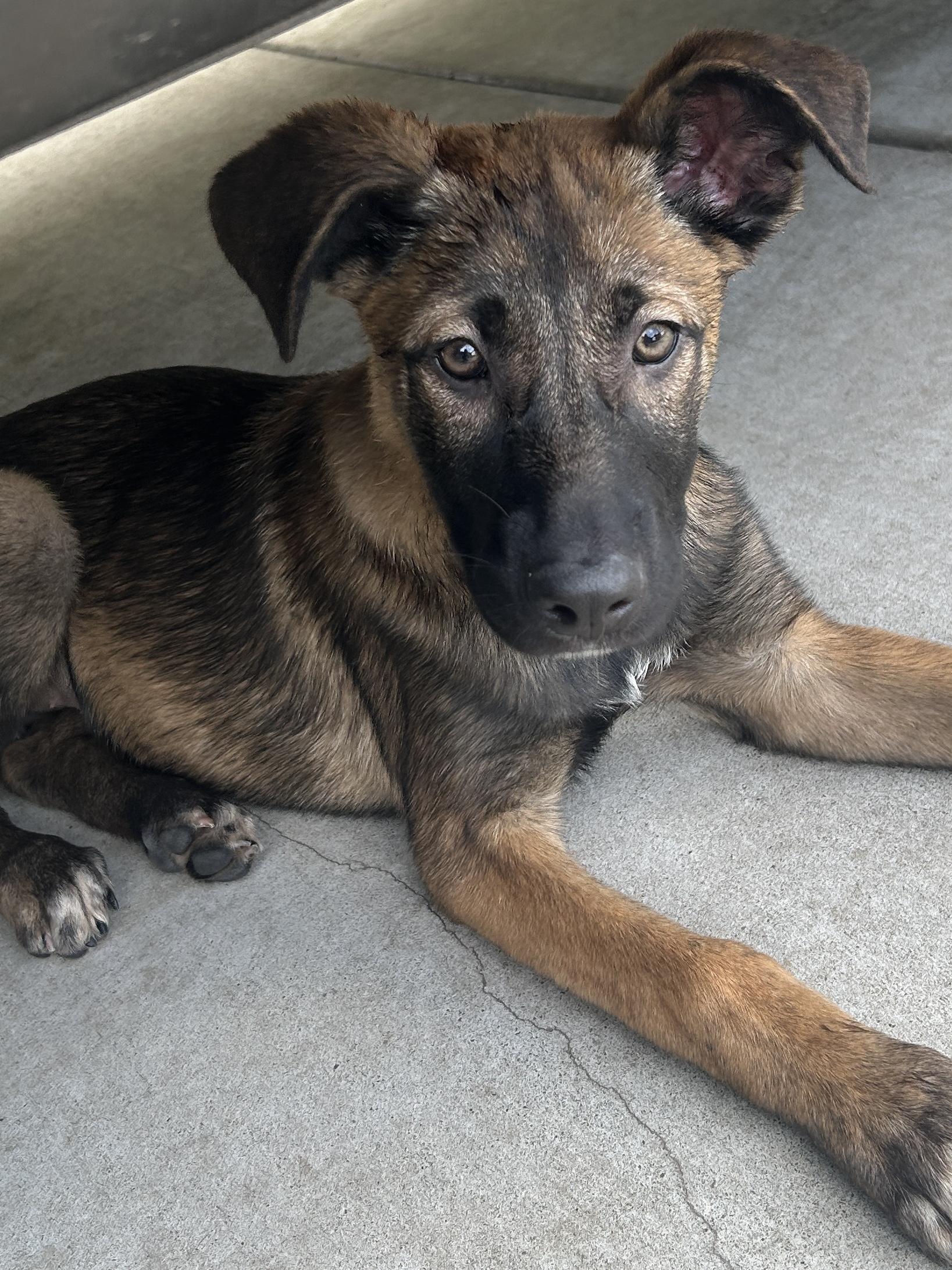Enlarge MENA, a ADOPTABLE mixed breed in El Cajon, CA image 2/5