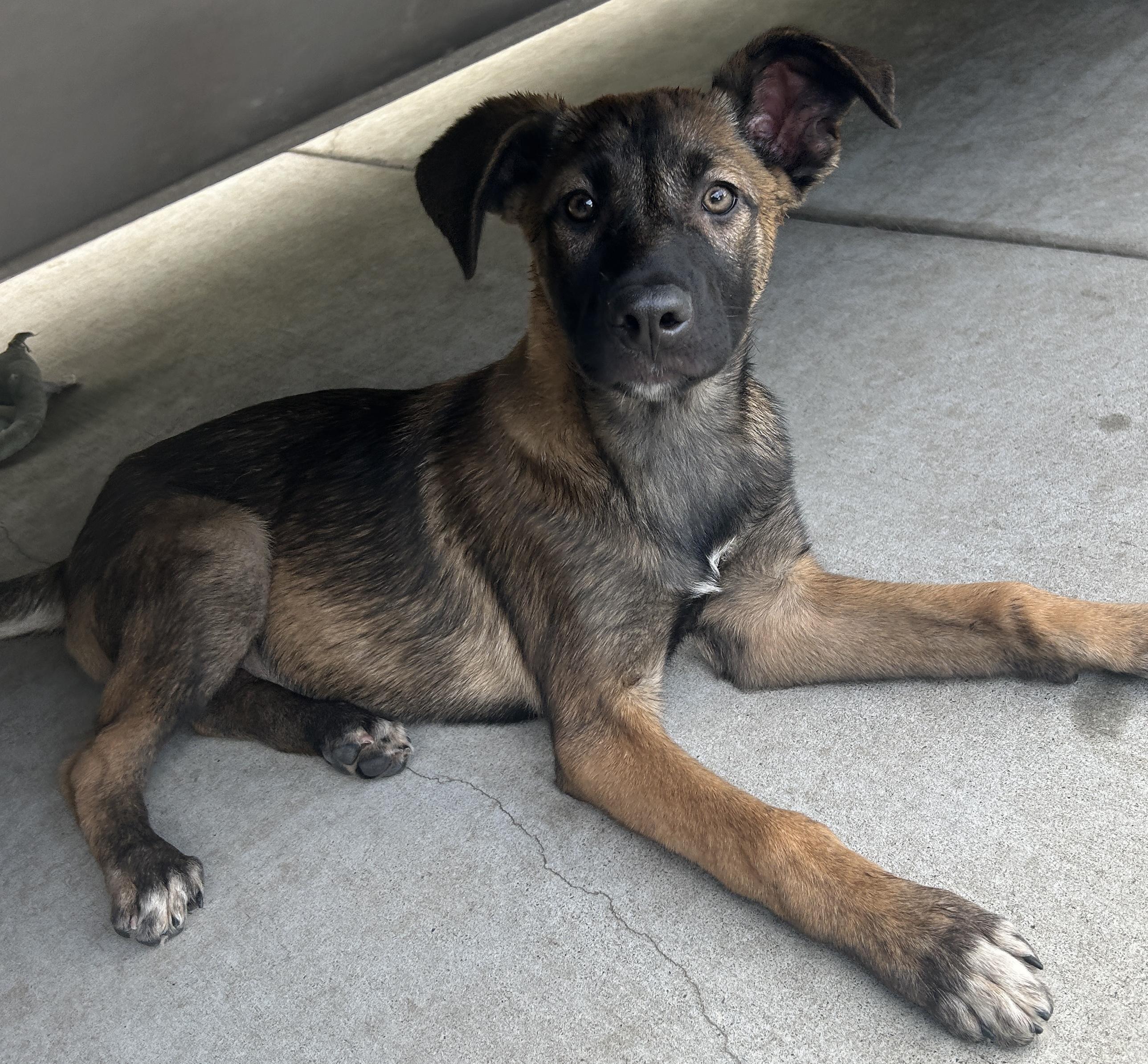 Enlarge MENA, a ADOPTABLE mixed breed in El Cajon, CA image 4/5
