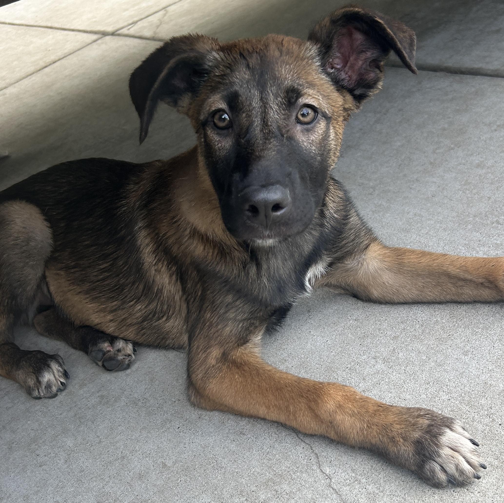 Enlarge MENA, a ADOPTABLE mixed breed in El Cajon, CA image 1/5