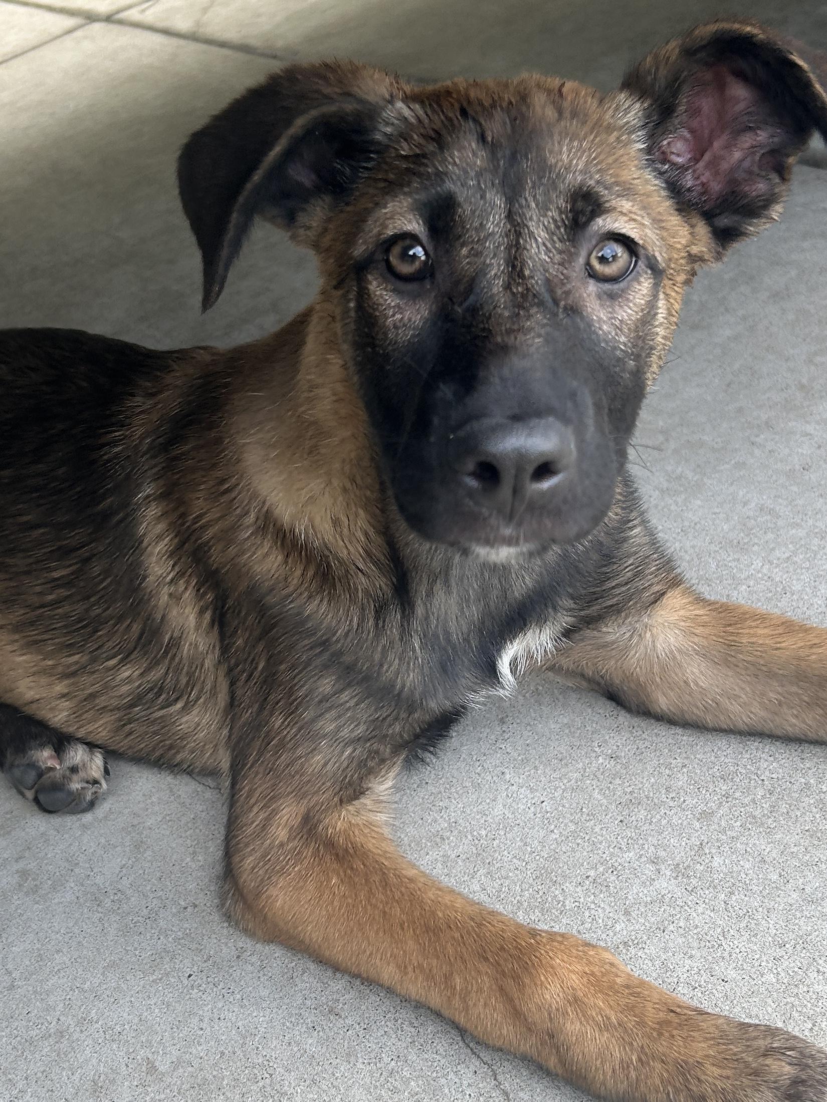 Enlarge MENA, a ADOPTABLE mixed breed in El Cajon, CA image 3/5