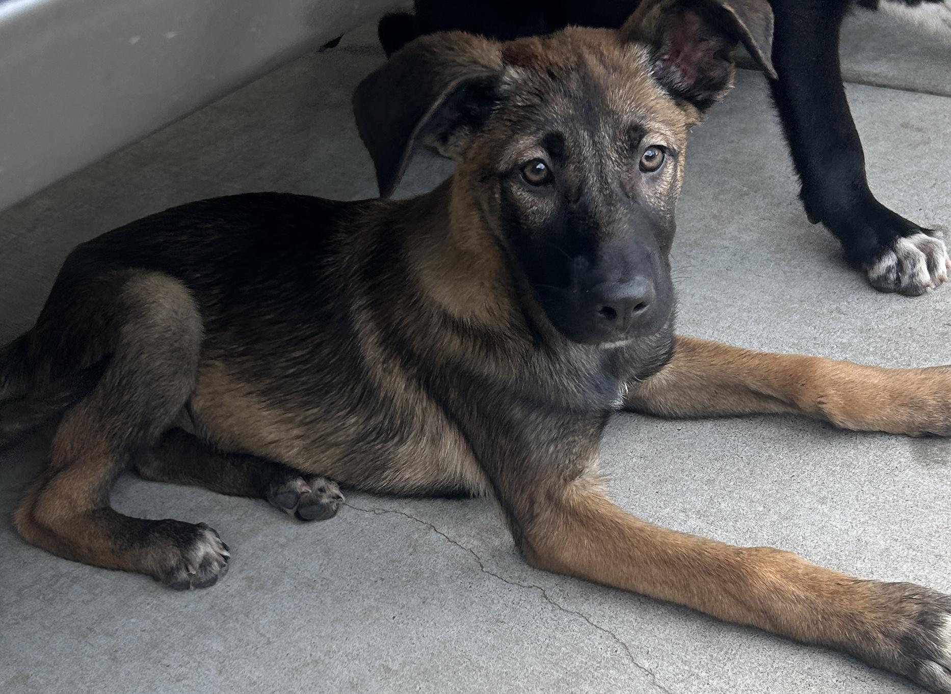Enlarge MENA, a ADOPTABLE mixed breed in El Cajon, CA image 5/5