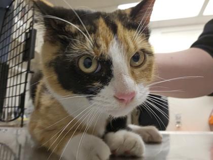 Margot, Adoptable, Adult Female Domestic Short Hair & Domestic Short Hair.