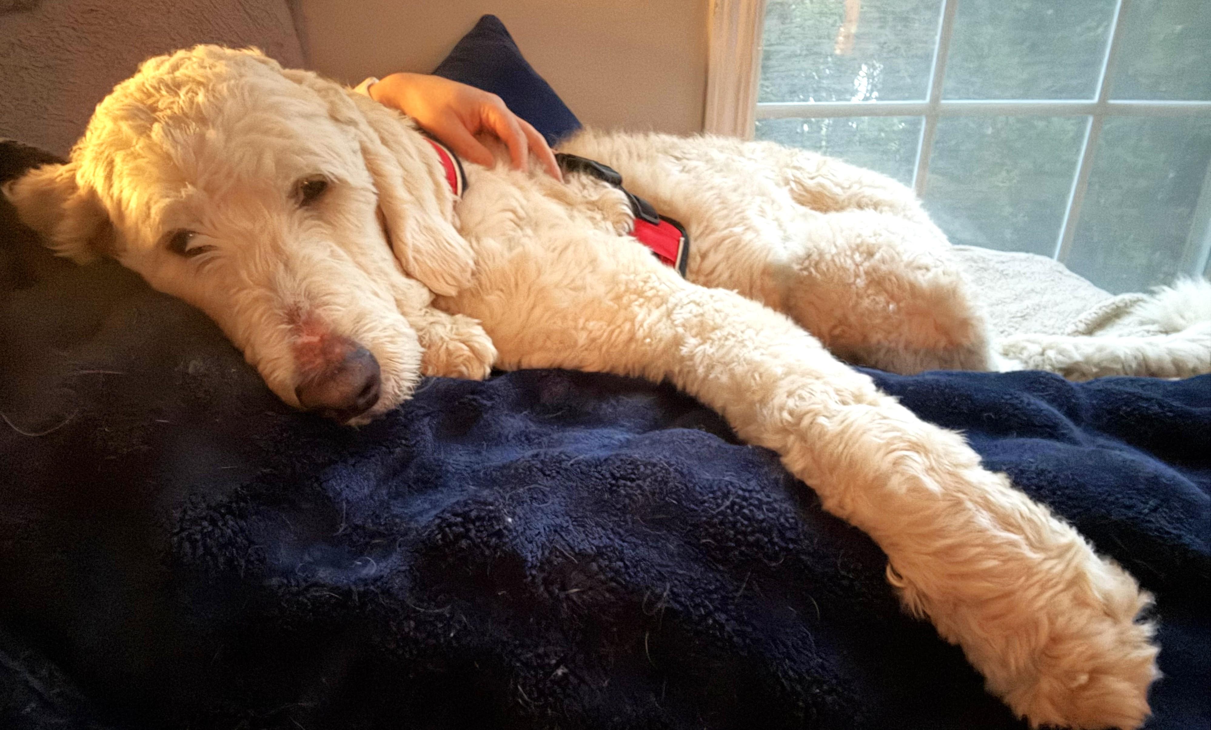 Enlarge Casper, an adopted mixed breed in Palatine, IL image 4/5