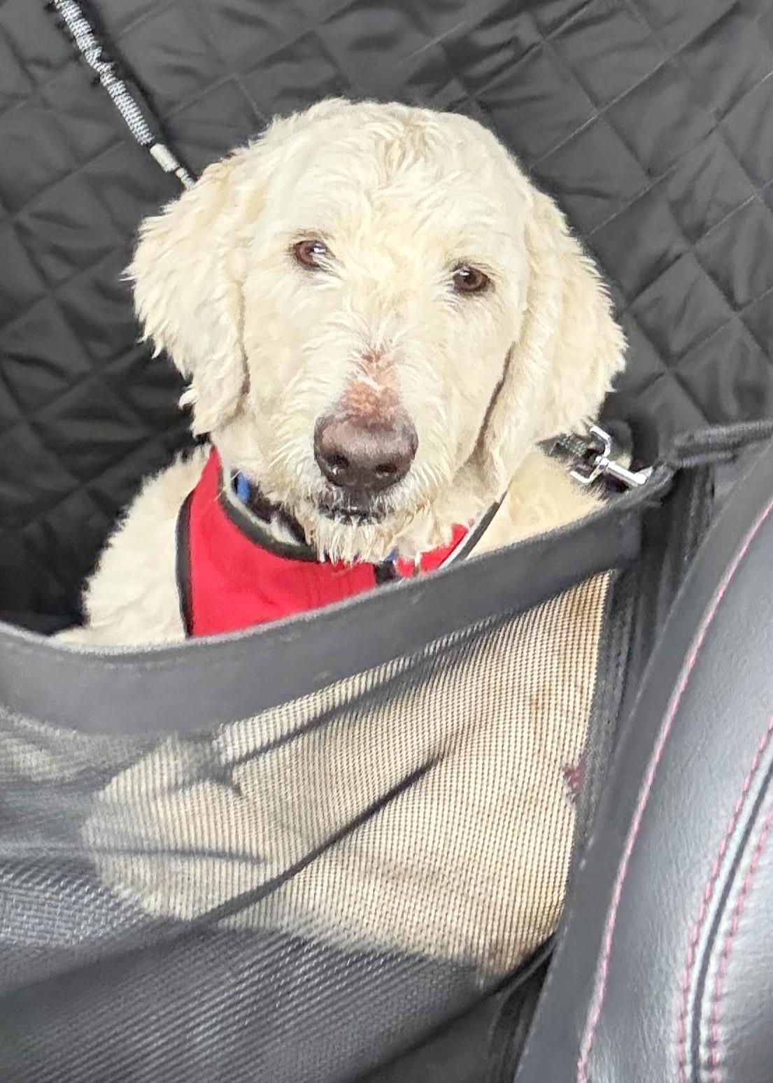 Enlarge Casper, an adopted mixed breed in Palatine, IL image 2/5