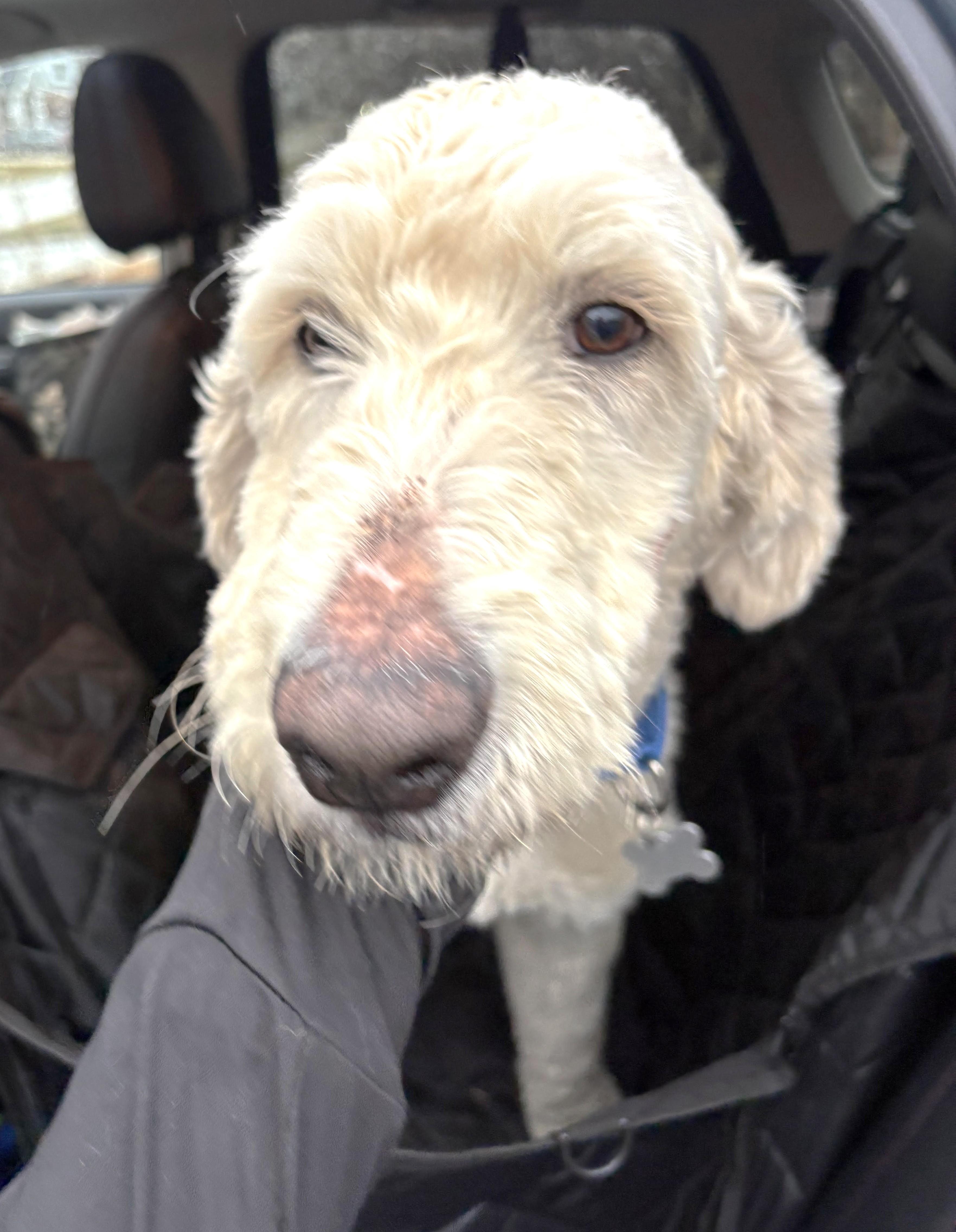 Enlarge Casper, an adopted mixed breed in Palatine, IL image 3/5