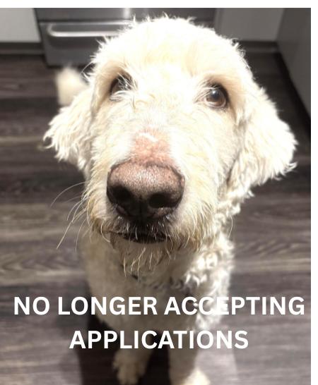 Enlarge Casper, an adopted mixed breed in Palatine, IL image 1/5