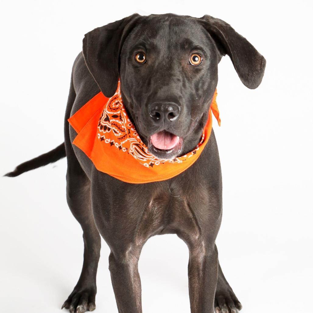 Maggie5, Adoptable, Young Female Hound.