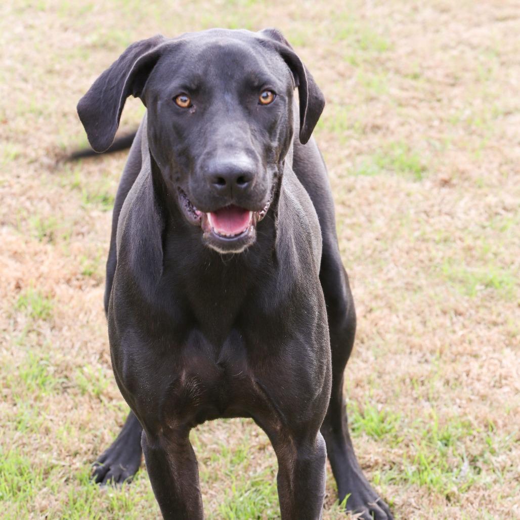Enlarge Maggie5, a Adoptable Hound in Dallas, TX image 2/6