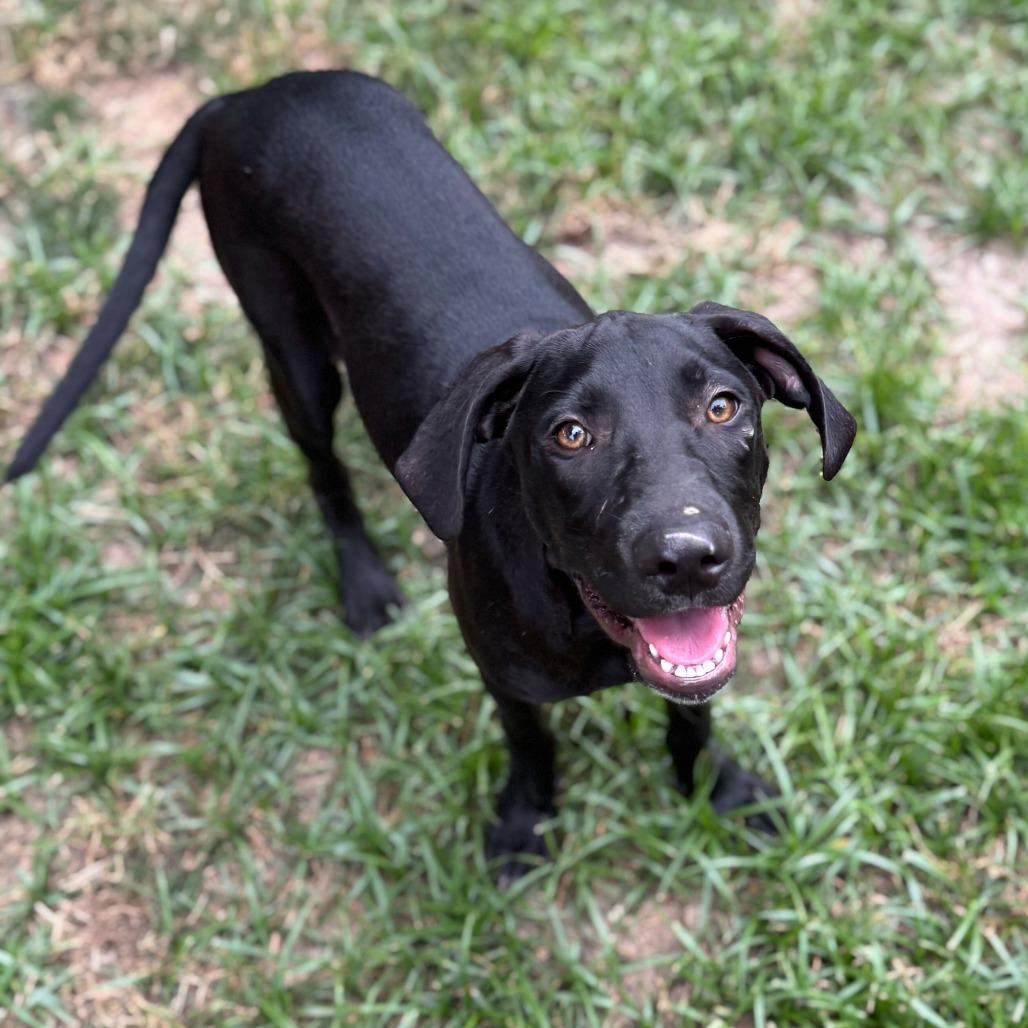 Maggie5, a Adoptable Hound in Dallas, TX image 1/6