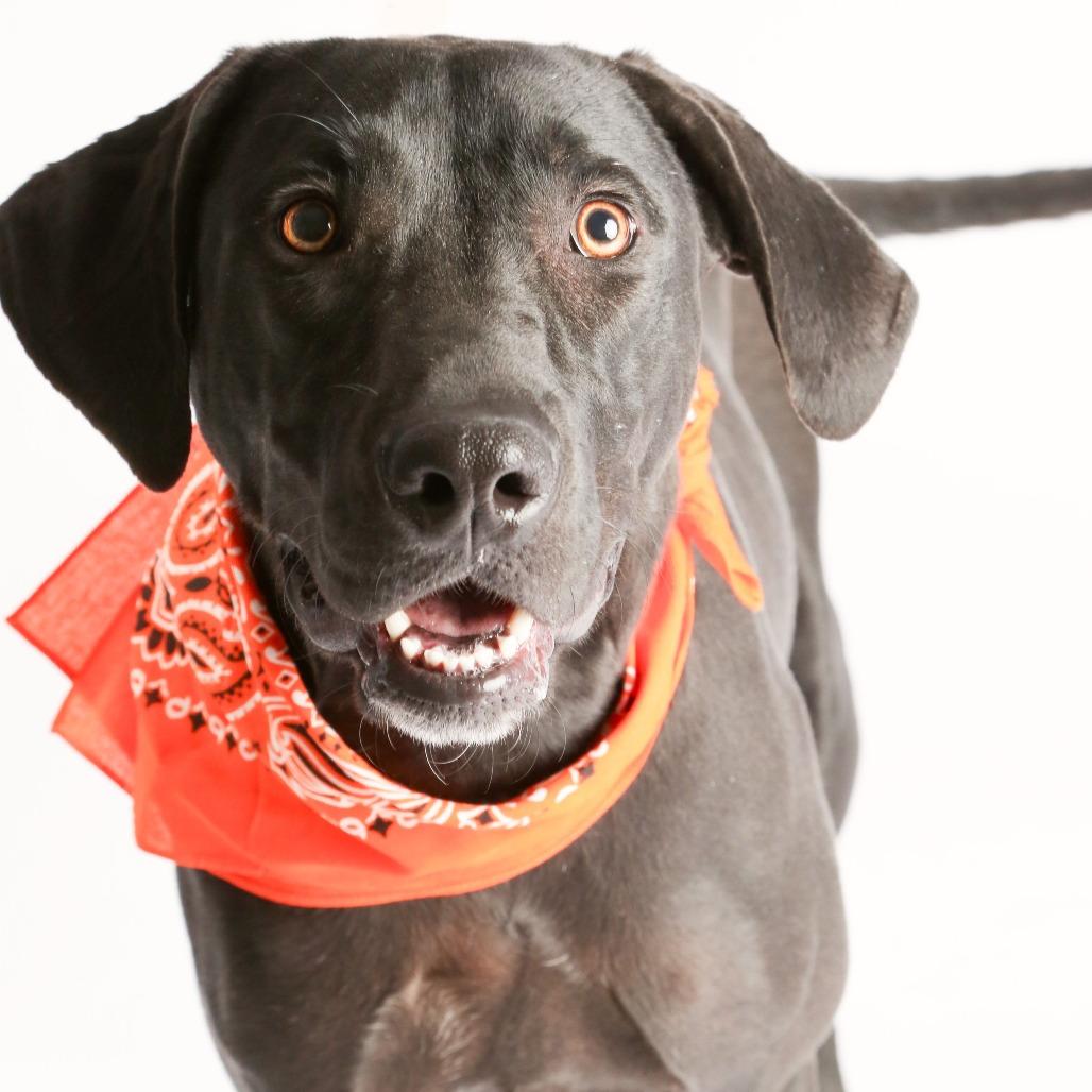 Enlarge Maggie5, a Adoptable Hound in Dallas, TX image 1/5