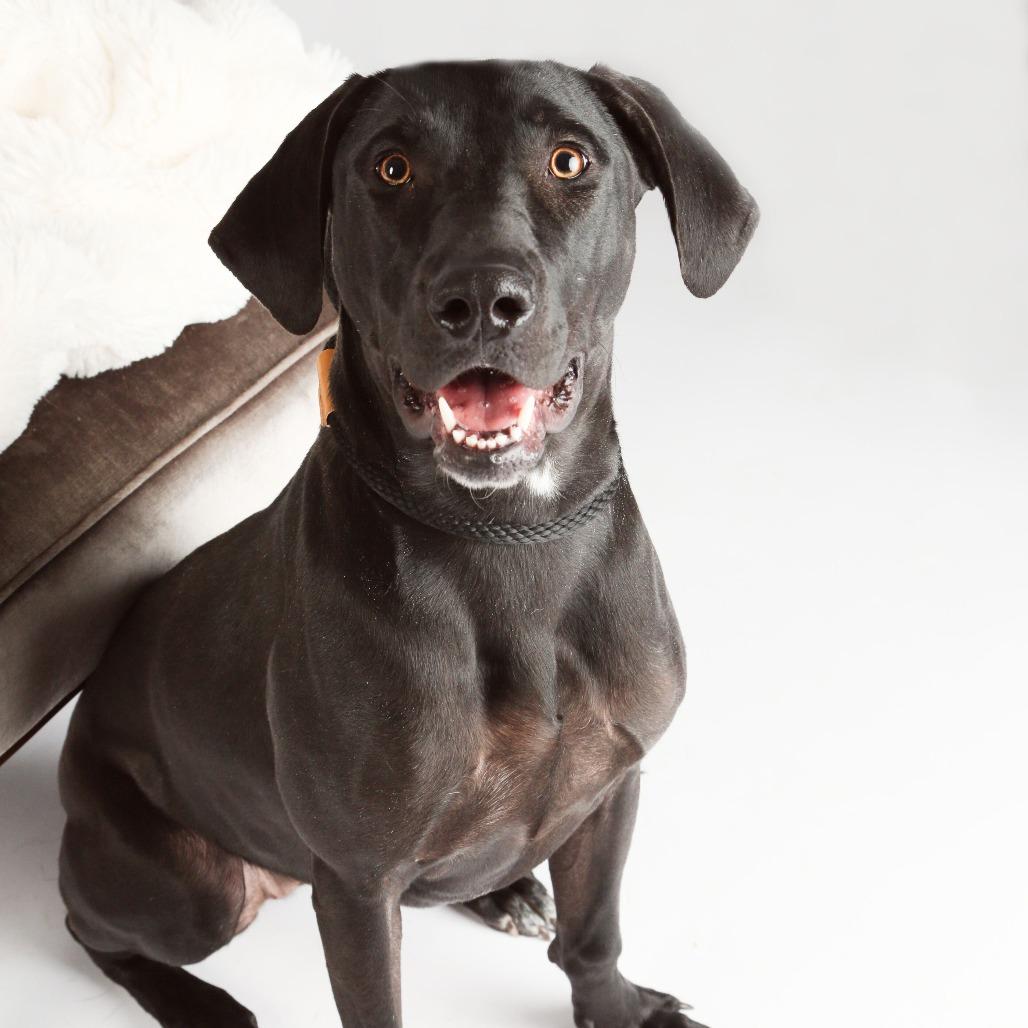 Enlarge Maggie5, a Adoptable Hound in Dallas, TX image 3/6