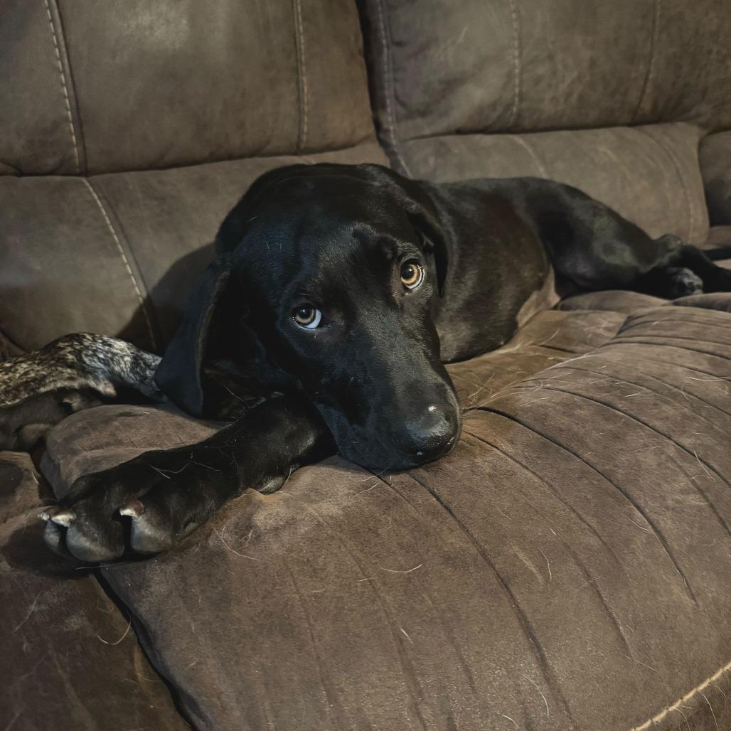 Maggie5, a Adoptable Hound in Dallas, TX image 2/6