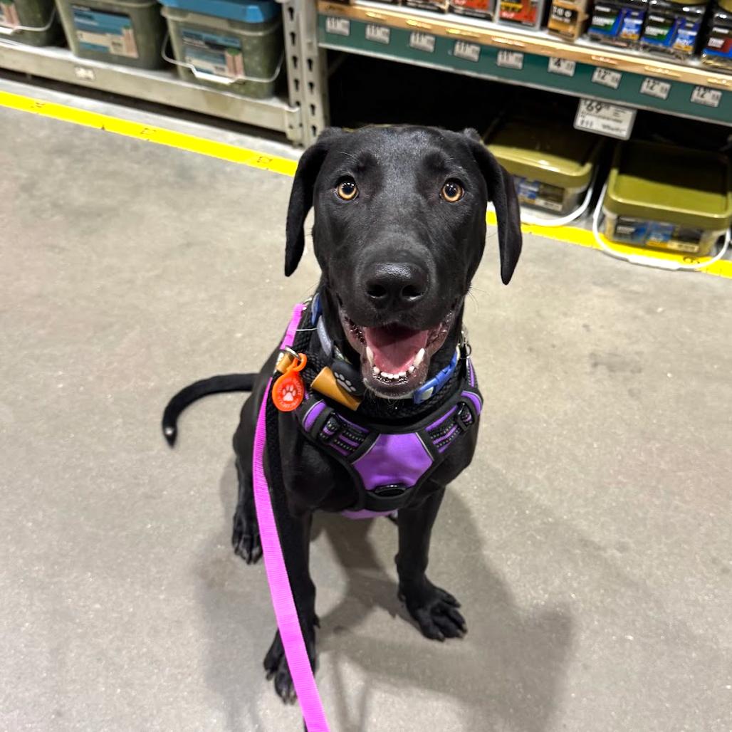 Maggie5, a Adoptable Hound in Dallas, TX image 3/6