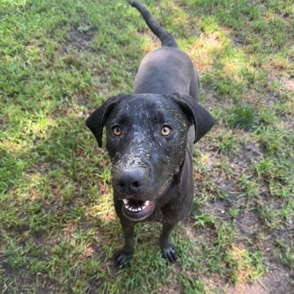 Enlarge Maggie5, a Adoptable Hound in Dallas, TX image 2/5