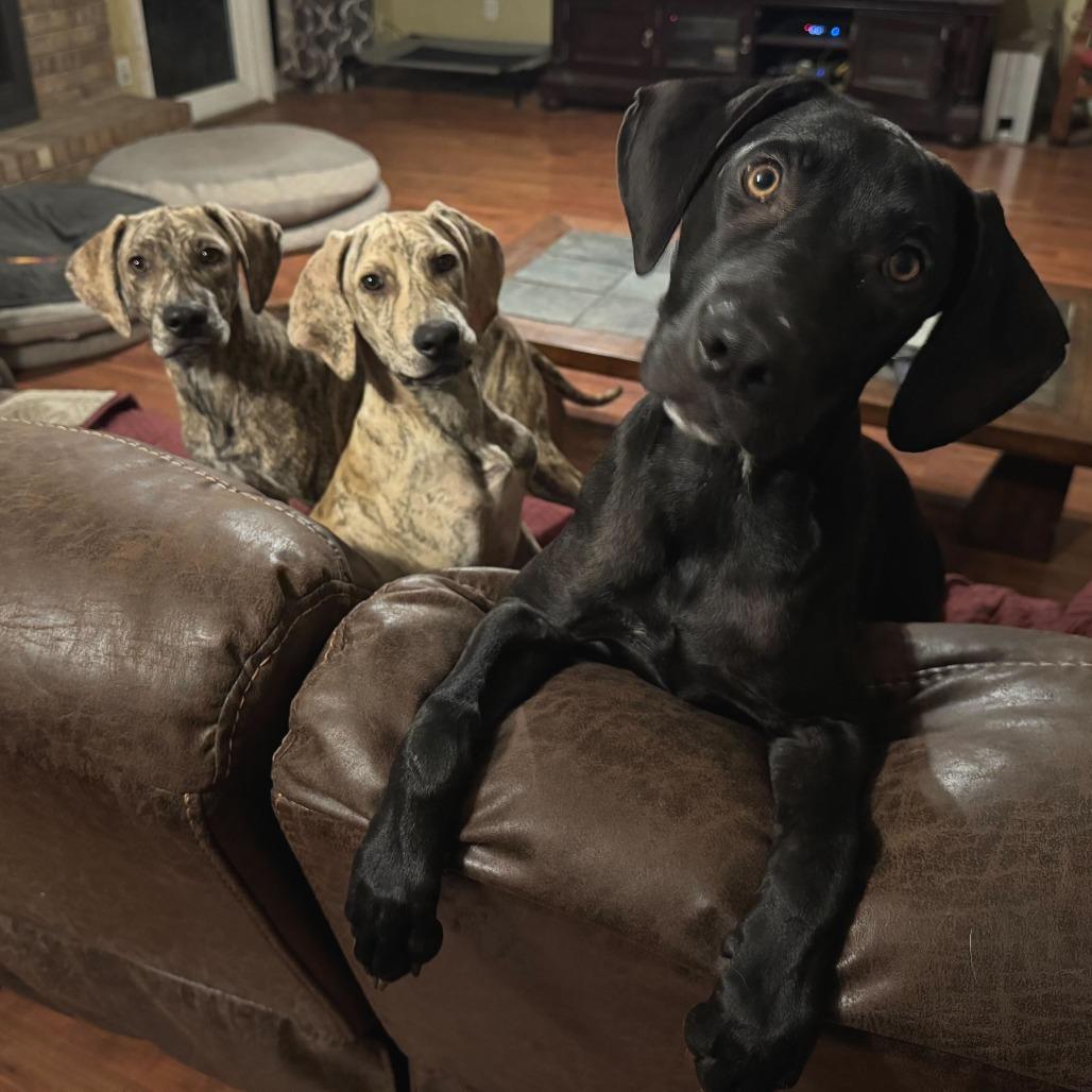 Maggie5, a Adoptable Hound in Dallas, TX image 4/6