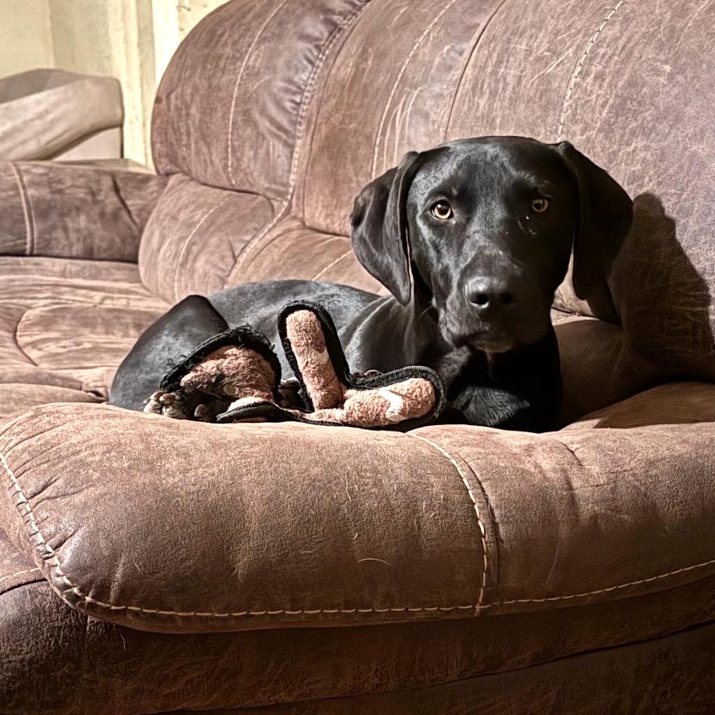 Maggie5, a Adoptable Hound in Dallas, TX image 5/6