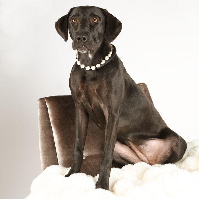 Enlarge Maggie5, a Adoptable Hound in Dallas, TX image 5/6