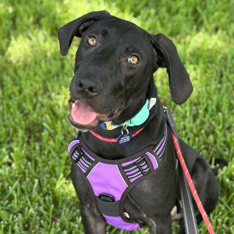 Maggie5, a Adoptable Hound in Dallas, TX image 6/6