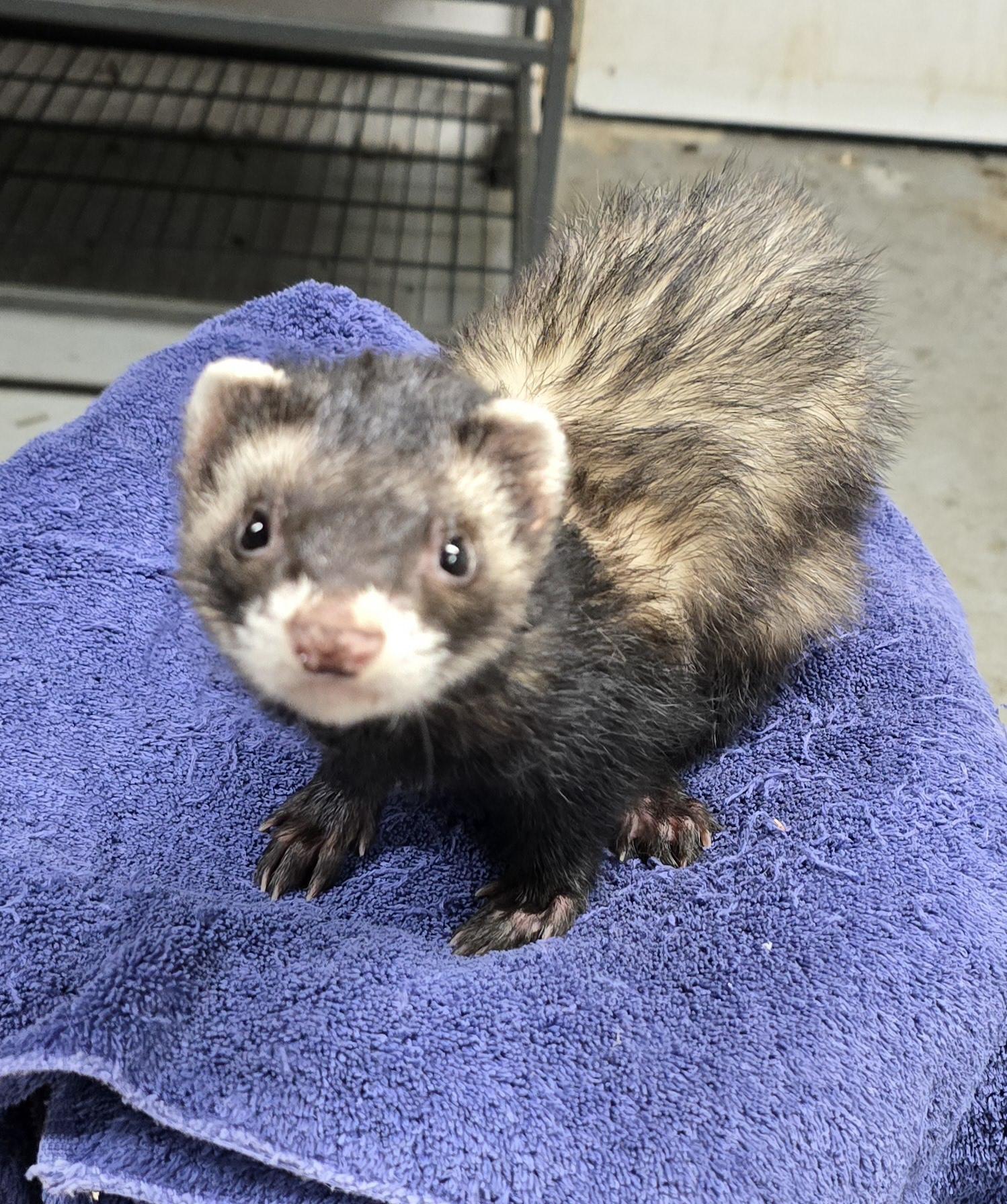 Enlarge Maya, a Adoptable Ferret in Randolph, NJ image 1/1